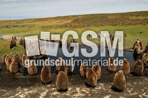 Königspinguin (80 von 84).jpg